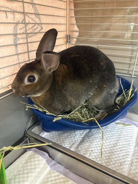 FLOSSY, a rabbit for adoption from Haywood County Animal Shelter