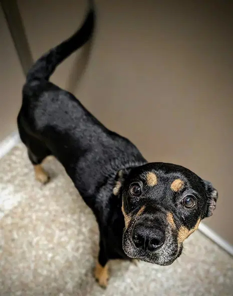 Charlie - Black and Tan Coonhound