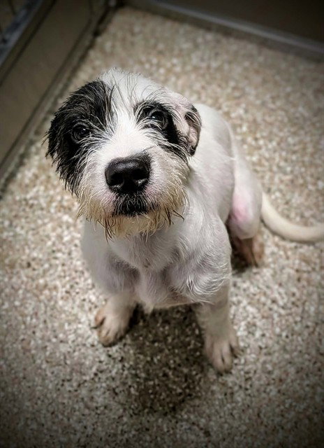 MARIGOLD, a dog for adoption from Haywood County Animal Shelter