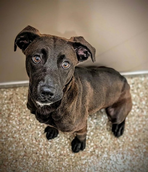 LUNA MAE, a dog for adoption from Haywood County Animal Shelter