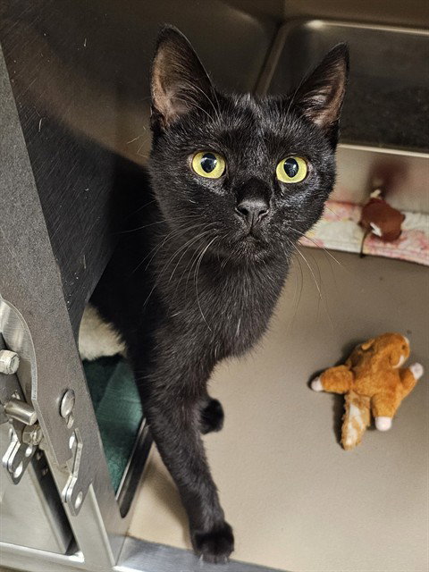 MOMMA HENNY, a cat for adoption from Haywood County Animal Shelter