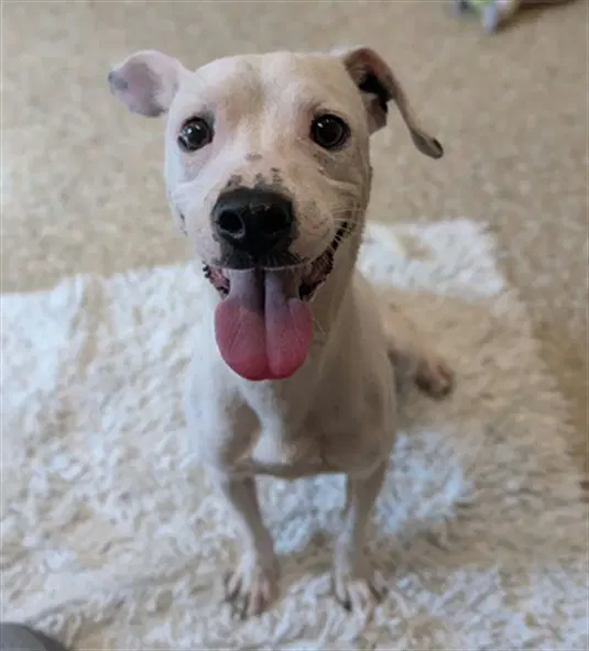 Casper - Jack Russell Terrier (Parson Russell Terrier)