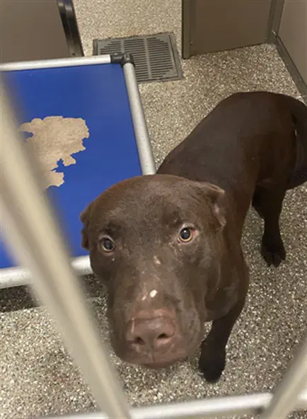 Craig - Labrador Retriever