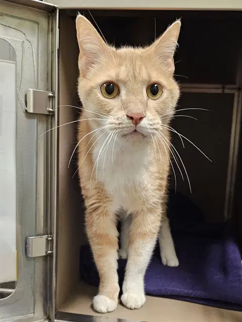 Tigger - Domestic Short Hair