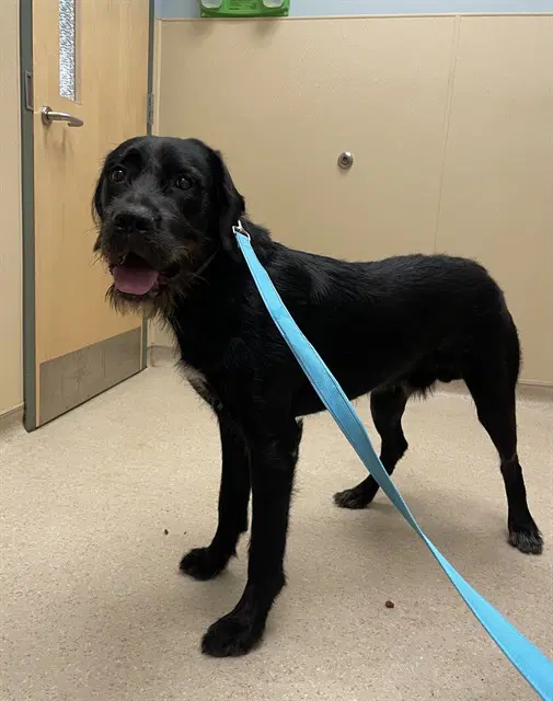 Kane - German Wirehaired Pointer
