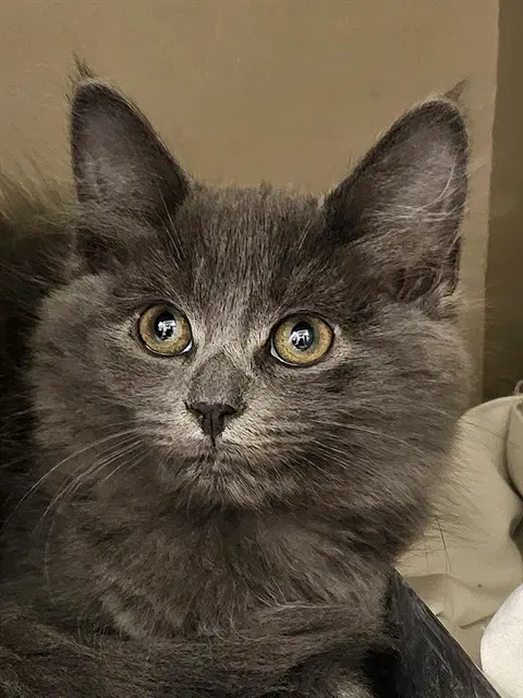 Cider - Domestic Long Hair