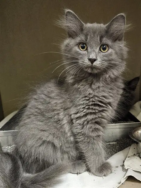 Pumkin - Domestic Long Hair