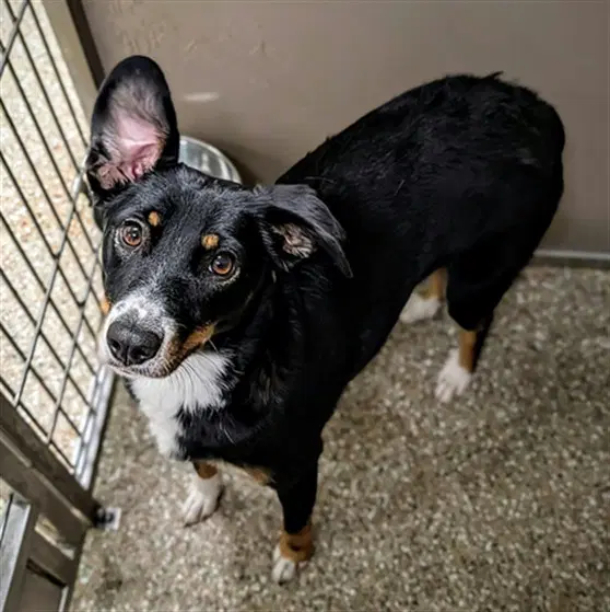 Gretal - Australian Shepherd