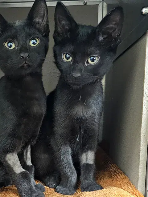 Peep - Domestic Short Hair