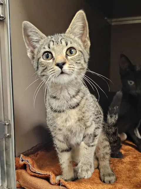 Clucky - Domestic Short Hair