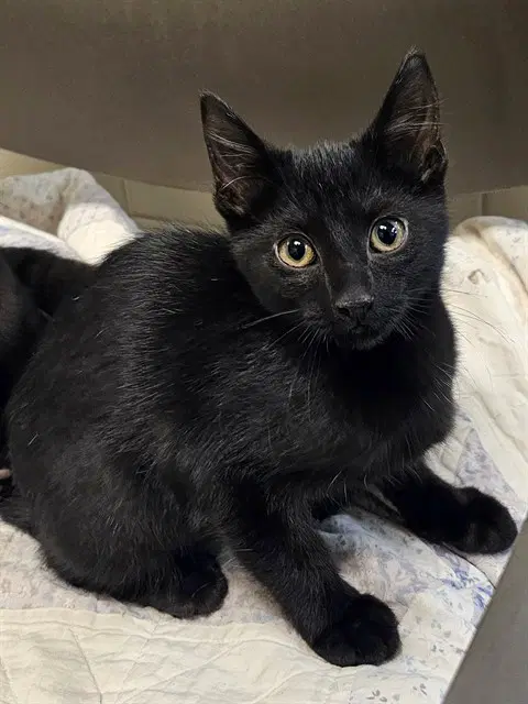 Banny - Domestic Short Hair