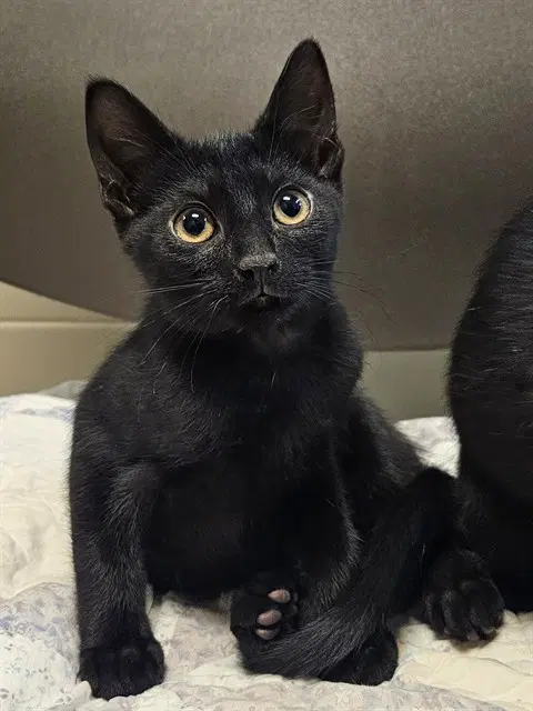 Drummy - Domestic Short Hair