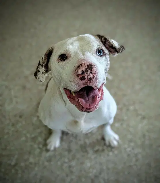 Rubix - American Bulldog