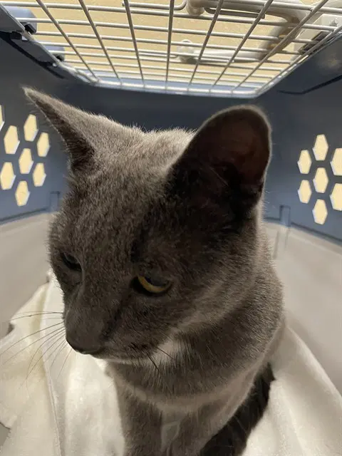 Monte - Domestic Short Hair