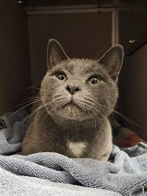 Monte - Domestic Short Hair