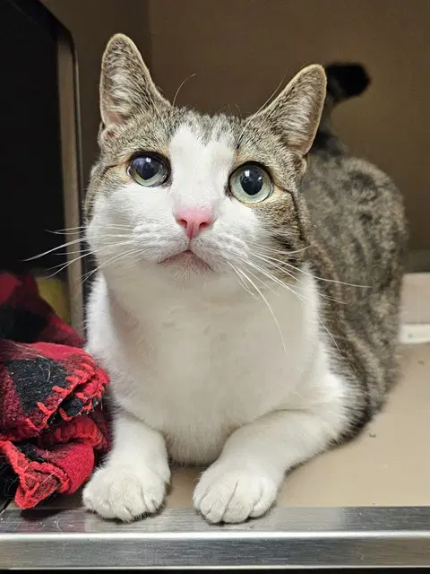 Maggie May - Domestic Short Hair