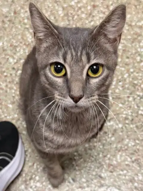 Veranda - Domestic Short Hair