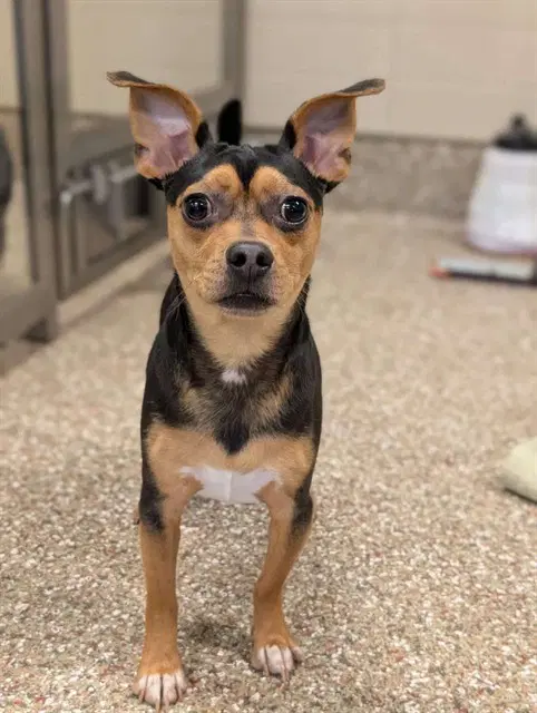 Radar - Chihuahua