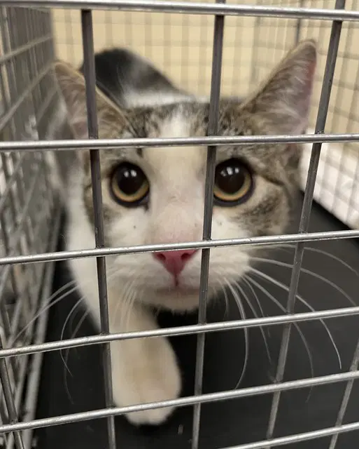 Cyan - Domestic Short Hair