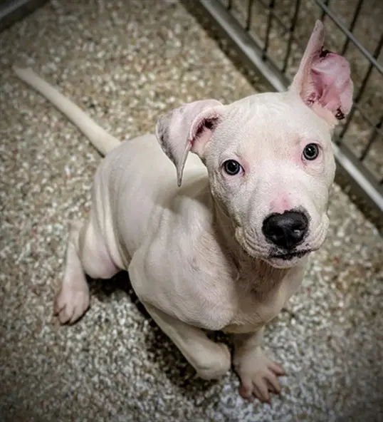 Pearl - American Bulldog