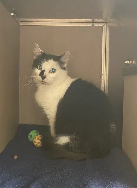 Sam - Domestic Short Hair