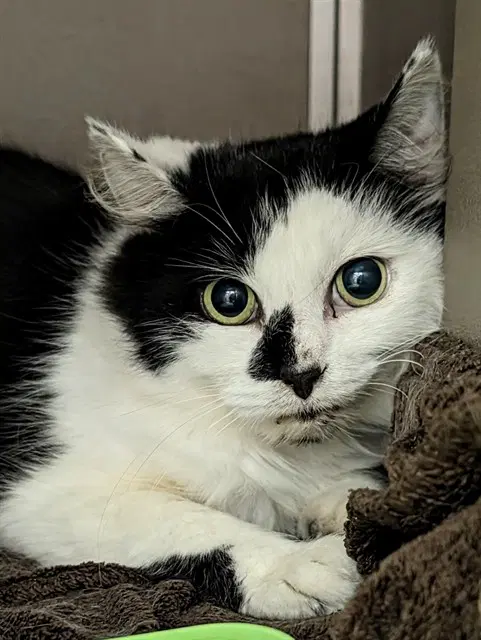 Sam - Domestic Short Hair