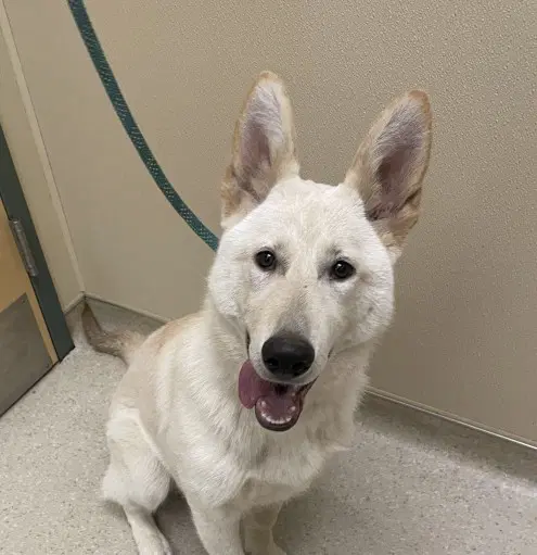 Lana - German Shepherd Dog