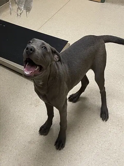 Buck Wild - Great Dane