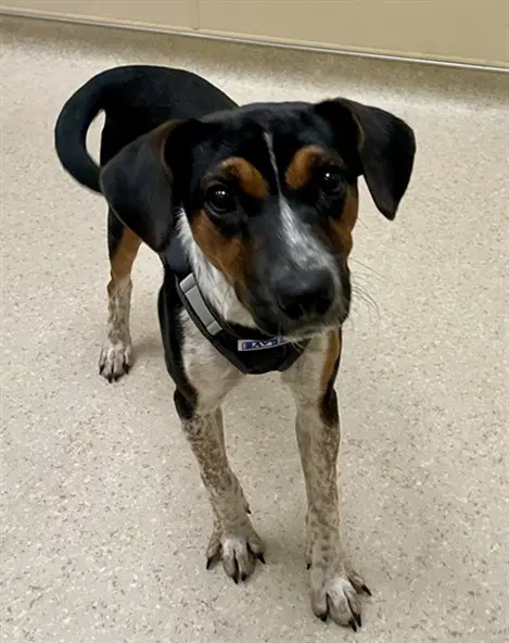 Ruby-Sue - Treeing Walker Coonhound