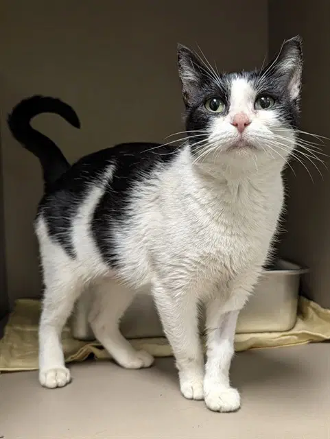 Cornflower - Domestic Short Hair