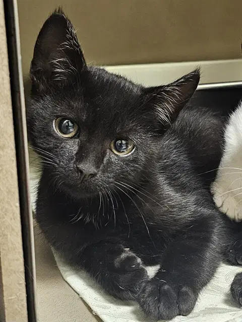 Eldor - Domestic Short Hair