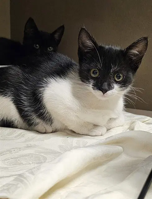 Marlena - Domestic Short Hair