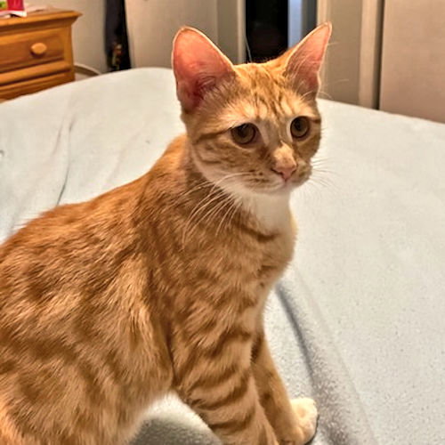 Cats for Adoption in Greenville, South Carolina Alpha Paw