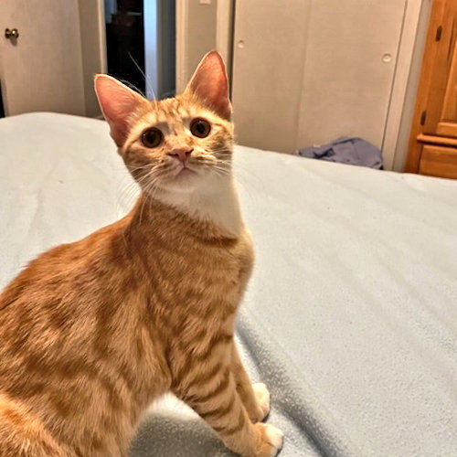 Cats for Adoption in Greenville, South Carolina Alpha Paw
