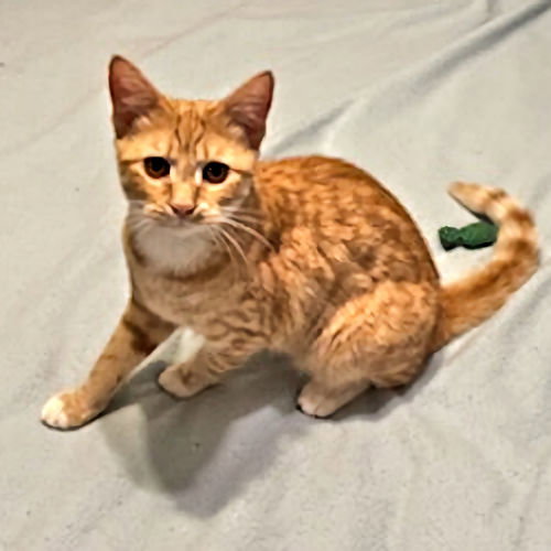 Cats for Adoption in Greenville, South Carolina Alpha Paw