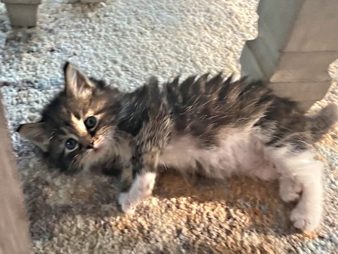 Cats for Adoption in Easley, South Carolina Alpha Paw