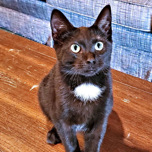 picture of the cat needing adoption