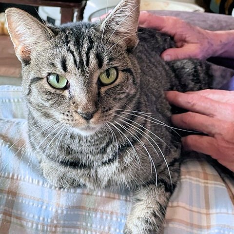 adoptable Cat in Rutherfordton, NC named August