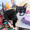 adoptable Cat in rutherfordton, NC named Catfish