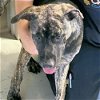 adoptable Dog in rutherfordton, NC named Brutus