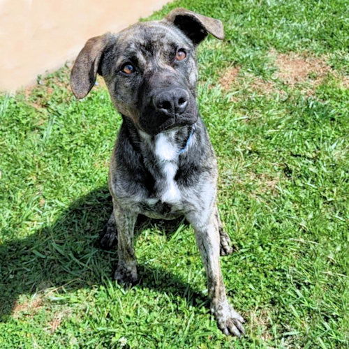 adoptable Dog in Rutherfordton, NC named Brutus