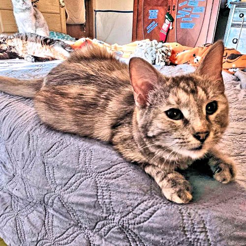 adoptable Cat in Rutherfordton, NC named Chalupa
