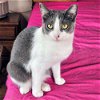 adoptable Cat in rutherfordton, NC named Stevie