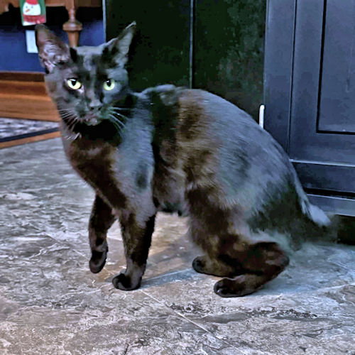 TRÈS - Domestic Short Hair available for adoption