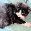adoptable Cat in rutherfordton, NC named Lily