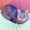 adoptable Cat in rutherfordton, NC named Gracie