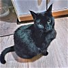 adoptable Cat in , NC named Farrin
