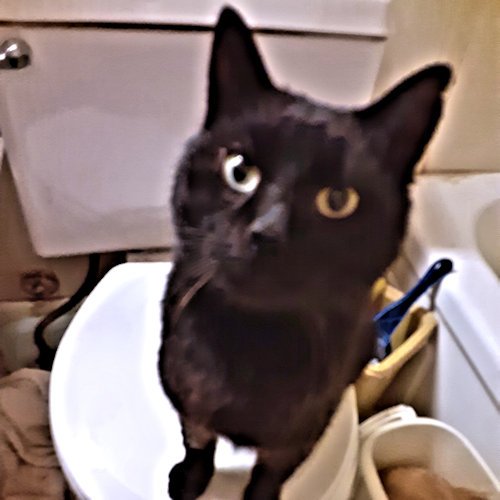 adoptable Cat in Rutherfordton, NC named Charcoal