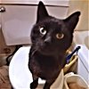 adoptable Cat in , NC named Charcoal