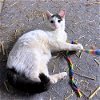 adoptable Cat in rutherfordton, NC named Prince